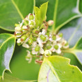 Holly Flower